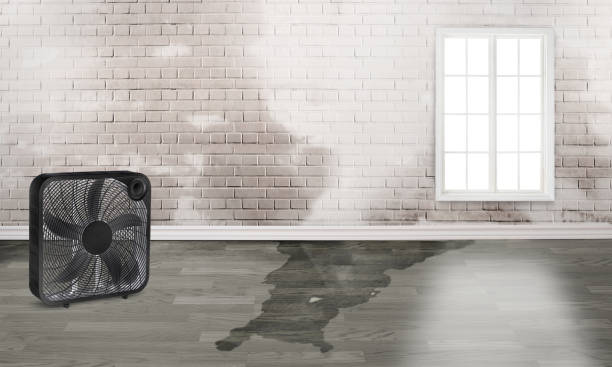 Best Professional water damage repair  in Muhlenberg Rk, PA